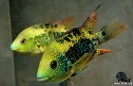Cichlid blue ornatus — 13